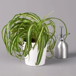 Grünlilie 'Bonnie' Mit Keramiktopf Dallas Weiß, Topf-Ø 12 Cm, 3er-Set -Bestes Gartengeräte Geschäft 0220108124 Chlorophyt Bonnie in Topf Dallas weiss 3