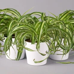 Grünlilie 'Bonnie' Mit Keramiktopf Dallas Weiß, Topf-Ø 12 Cm, 3er-Set