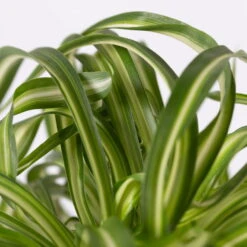 Grünlilie 'Bonnie' Mit Keramiktopf Dallas Weiß, Topf-Ø 12 Cm, 3er-Set -Bestes Gartengeräte Geschäft 0220108124 Chlorophyt Bonnie in Topf Dallas weiss 4