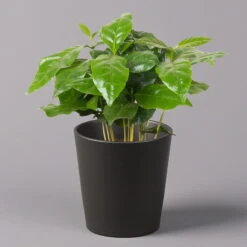 Kaffeestrauch Mit Keramiktopf Dallas Anthrazit, Topf-Ø 12cm, Höhe Ca. 25 Cm