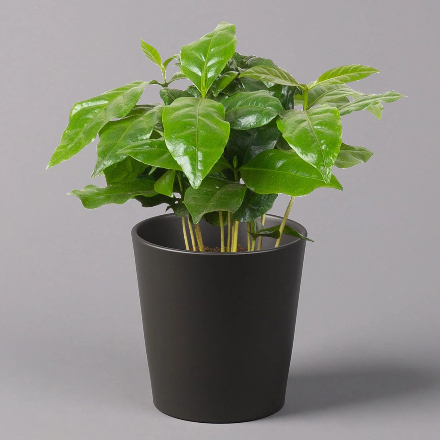 Kaffeestrauch Mit Keramiktopf Dallas Anthrazit, Topf-Ø 12cm, Höhe Ca. 25 Cm 1 Kaffeestrauch Mit Keramiktopf Dallas Anthrazit, Topf-Ø 12cm, Höhe Ca. 25 Cm