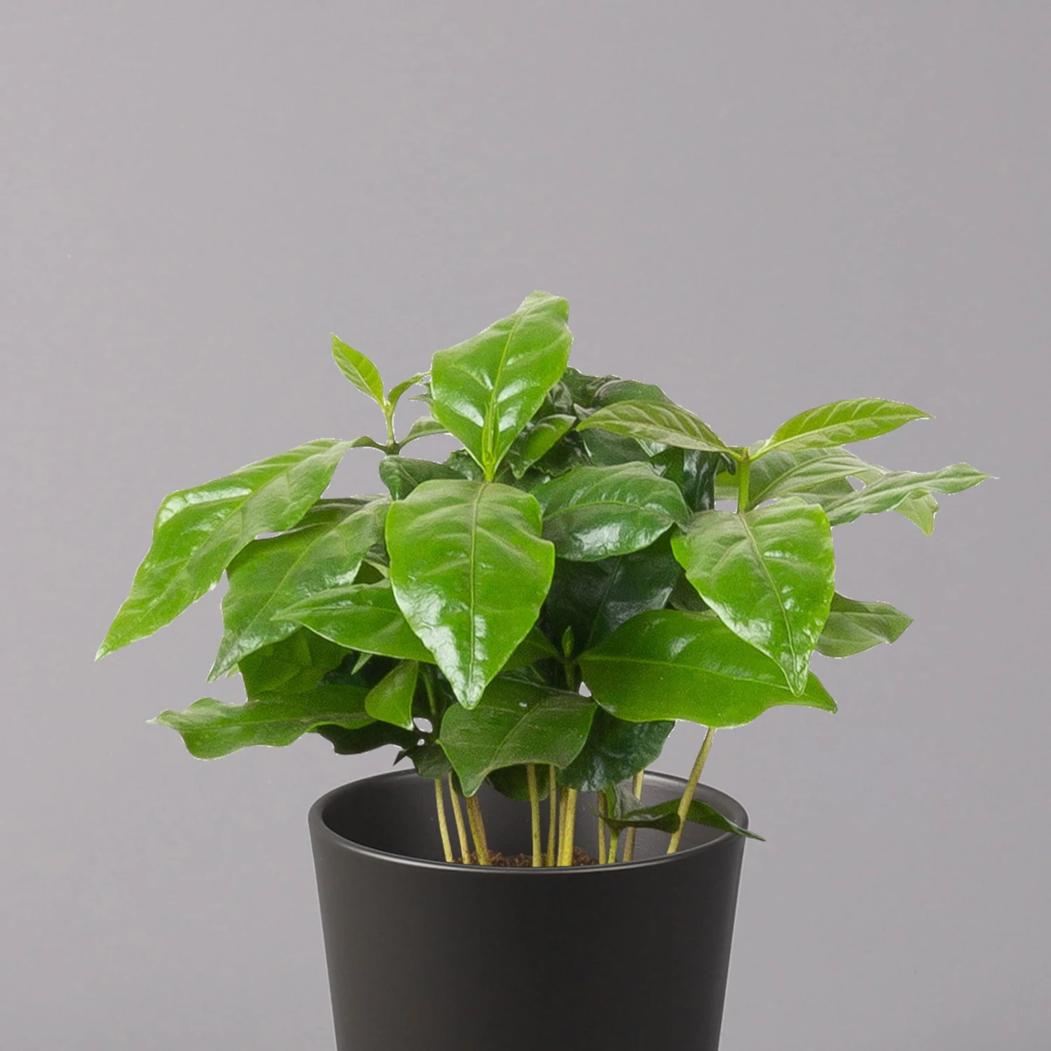 Kaffeestrauch Mit Keramiktopf Dallas Anthrazit, Topf-Ø 12cm, Höhe Ca. 25 Cm 2 Kaffeestrauch Mit Keramiktopf Dallas Anthrazit, Topf-Ø 12cm, Höhe Ca. 25 Cm – Bild 2