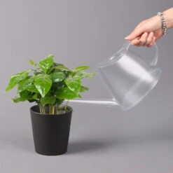 Kaffeestrauch Mit Keramiktopf Dallas Anthrazit, Topf-Ø 12cm, Höhe Ca. 25 Cm 10 Kaffeestrauch Mit Keramiktopf Dallas Anthrazit, Topf-Ø 12cm, Höhe Ca. 25 Cm -Bestes Gartengeräte Geschäft 0220108268 Coffea arabica Dallas anthrazit 32