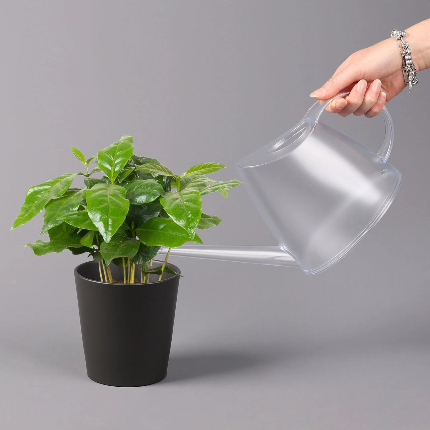 Kaffeestrauch Mit Keramiktopf Dallas Anthrazit, Topf-Ø 12cm, Höhe Ca. 25 Cm 3 Kaffeestrauch Mit Keramiktopf Dallas Anthrazit, Topf-Ø 12cm, Höhe Ca. 25 Cm – Bild 3