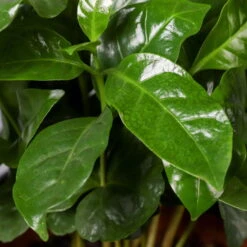 Kaffeestrauch Mit Keramiktopf Dallas Anthrazit, Topf-Ø 12cm, Höhe Ca. 25 Cm 11 Kaffeestrauch Mit Keramiktopf Dallas Anthrazit, Topf-Ø 12cm, Höhe Ca. 25 Cm -Bestes Gartengeräte Geschäft 0220108268 Coffea arabica Dallas anthrazit 42