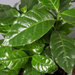 Kaffeestrauch Mit Keramiktopf Dallas Anthrazit, Topf-Ø 12cm, Höhe Ca. 25 Cm 12 Kaffeestrauch Mit Keramiktopf Dallas Anthrazit, Topf-Ø 12cm, Höhe Ca. 25 Cm -Bestes Gartengeräte Geschäft 0220108268 Coffea arabica Dallas anthrazit 52