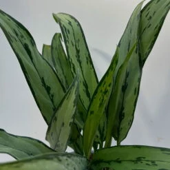 Aglaonema 'Cutlass', Mit Übertopf Dallas Weiß, Topf-Ø 12 Cm -Bestes Gartengeräte Geschäft 0220108452 T12 0220108593 Aglaonema Cutlass Dallas weiss 14cm 3 125633