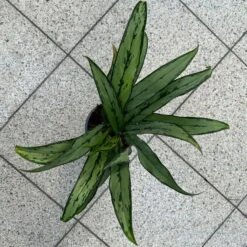 Aglaonema 'Cutlass', Mit Übertopf Dallas Weiß, Topf-Ø 12 Cm -Bestes Gartengeräte Geschäft 0220108452 T12 0220108593 Aglaonema Cutlass Dallas weiss 14cm 4 125631