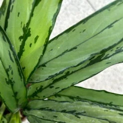 Aglaonema 'Cutlass', Mit Übertopf Dallas Weiß, Topf-Ø 12 Cm -Bestes Gartengeräte Geschäft 0220108452 T12 0220108593 Aglaonema Cutlass Dallas weiss 14cm 6 125634