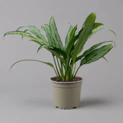 Aglaonema 'Cutlass', Mit Übertopf Dallas Weiß, Topf-Ø 12 Cm -Bestes Gartengeräte Geschäft 0220108452 T12 0220108593 Aglaonema Cutlass Dallas weiss 14cm f 126165