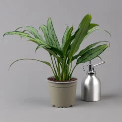 Aglaonema 'Cutlass', Mit Übertopf Dallas Weiß, Topf-Ø 12 Cm -Bestes Gartengeräte Geschäft 0220108452 T12 0220108593 Aglaonema Cutlass Dallas weiss 14cm t 126166