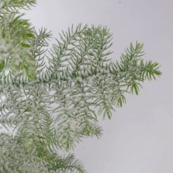 Zimmertanne, Beschneit, Topf-Ø 14 Cm, Höhe Ca. 45 Cm -Bestes Gartengeräte Geschäft 0220108508 Araucaria heterophylla beschneit T14cm H45cm 2 116328
