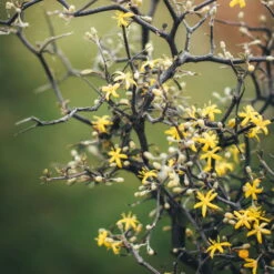 Zickzackstrauch, Topf-Ø 19 Cm, Höhe Ca. 70 Cm -Bestes Gartengeräte Geschäft 0220108510 0220108511 0220108515 0220108516 0220108517 0220108518 0220108519 0220108520 Corokia 1 116837