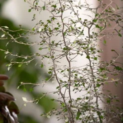 Zickzackstrauch, Topf-Ø 19 Cm, Höhe Ca. 70 Cm -Bestes Gartengeräte Geschäft 0220108510 0220108511 0220108515 0220108516 0220108517 0220108518 0220108519 0220108520 Corokia 3 116836