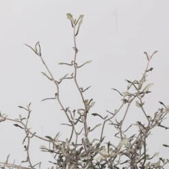 Zickzackstrauch, Topf-Ø 19 Cm, Höhe Ca. 70 Cm -Bestes Gartengeräte Geschäft 0220108517 Corokia cotoneaster 3 117168