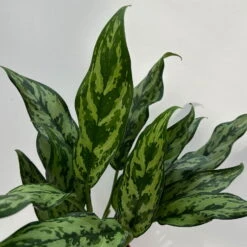 Aglaonema 'Miss Juliette', Topf-Ø 12 Cm, Höhe Ca. 35 Cm -Bestes Gartengeräte Geschäft 0220108541 Aglaonema Miss Juliette 12cmT H35cm 7 125647