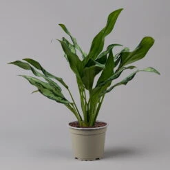 Aglaonema 'Miss Juliette', Topf-Ø 12 Cm, Höhe Ca. 35 Cm -Bestes Gartengeräte Geschäft 0220108541 Aglaonema Miss Juliette 12cmT H35cm f 126173