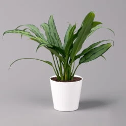 Aglaonema 'Cutlass', Mit Übertopf Dallas Weiß, Topf-Ø 12 Cm -Bestes Gartengeräte Geschäft 0220108593 Aglaonema Cutlass Dallas weiss 14cm f 126188