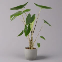 Alocasia 'Zebrina', Topf-Ø 14 Cm, Höhe Ca. 45 Cm -Bestes Gartengeräte Geschäft 0220110073 Alocasia Zebrina 12