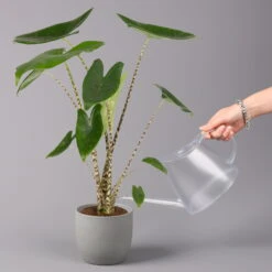 Alocasia 'Zebrina', Topf-Ø 14 Cm, Höhe Ca. 45 Cm -Bestes Gartengeräte Geschäft 0220110073 Alocasia Zebrina 13