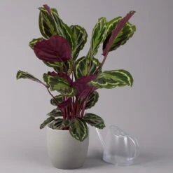 Calathea 'Medallion', Topf-Ø 19 Cm, Höhe Ca. 85 Cm -Bestes Gartengeräte Geschäft 0220160008 Calathea Medaillon 19cm 3 109549