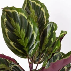 Calathea 'Medallion', Topf-Ø 19 Cm, Höhe Ca. 85 Cm -Bestes Gartengeräte Geschäft 0220160008 Calathea Medaillon 19cm 4 109550