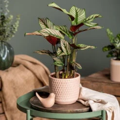 Calathea Majestica 'Whitestar', Topf-Ø 14 Cm, Höhe Ca. 35-45 Cm 13 Calathea Majestica 'Whitestar', Topf-Ø 14 Cm, Höhe Ca. 35-45 Cm -Bestes Gartengeräte Geschäft 0220160027 Calathea majestica Whitestar 1