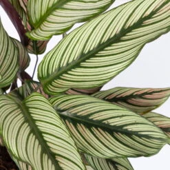 Calathea Majestica 'Whitestar', Topf-Ø 14 Cm, Höhe Ca. 35-45 Cm 12 Calathea Majestica 'Whitestar', Topf-Ø 14 Cm, Höhe Ca. 35-45 Cm -Bestes Gartengeräte Geschäft 0220160027 Calathea majestica Whitestar 14cm 4