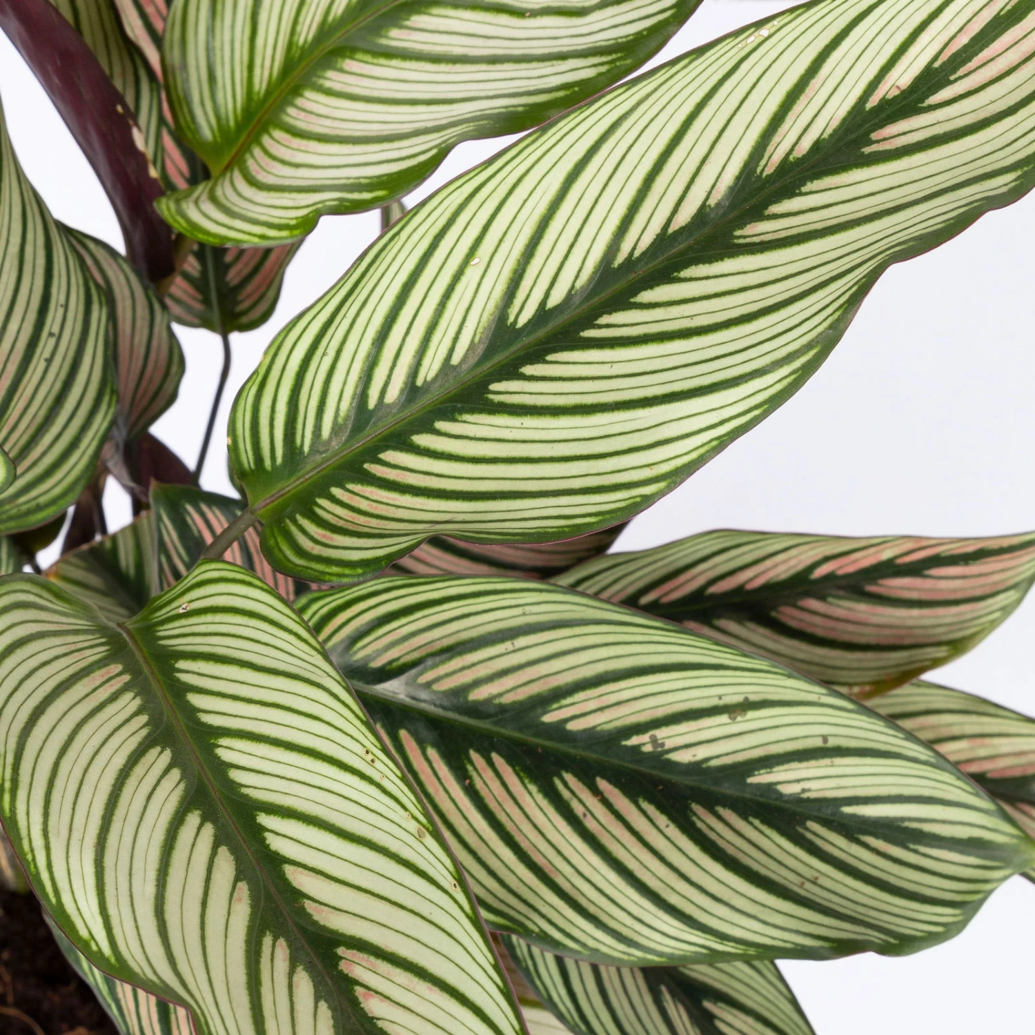 Calathea Majestica 'Whitestar', Topf-Ø 14 Cm, Höhe Ca. 35-45 Cm 4 Calathea Majestica 'Whitestar', Topf-Ø 14 Cm, Höhe Ca. 35-45 Cm – Bild 4