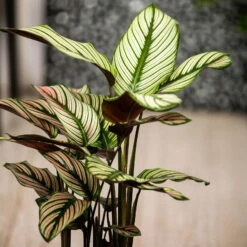 Calathea Majestica 'Whitestar', Topf-Ø 14 Cm, Höhe Ca. 35-45 Cm 14 Calathea Majestica 'Whitestar', Topf-Ø 14 Cm, Höhe Ca. 35-45 Cm -Bestes Gartengeräte Geschäft 0220160027 Calathea majestica Whitestar 2