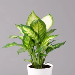 Dieffenbachie 'Camilla' Mit Keramiktopf Dallas Weiß, Topf-Ø12cm, 2er-Set -Bestes Gartengeräte Geschäft 0220170077 Dieffenbachia Camilla Dallas weiss 2