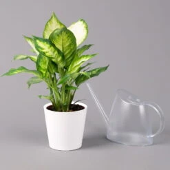 Dieffenbachie 'Camilla' Mit Keramiktopf Dallas Weiß, Topf-Ø12cm, 2er-Set -Bestes Gartengeräte Geschäft 0220170077 Dieffenbachia Camilla Dallas weiss 3