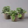 Scindapsus Pictus 'Trebie', Topf-Ø 12 Cm, Höhe Ca. 20 Cm, 3er-Set
