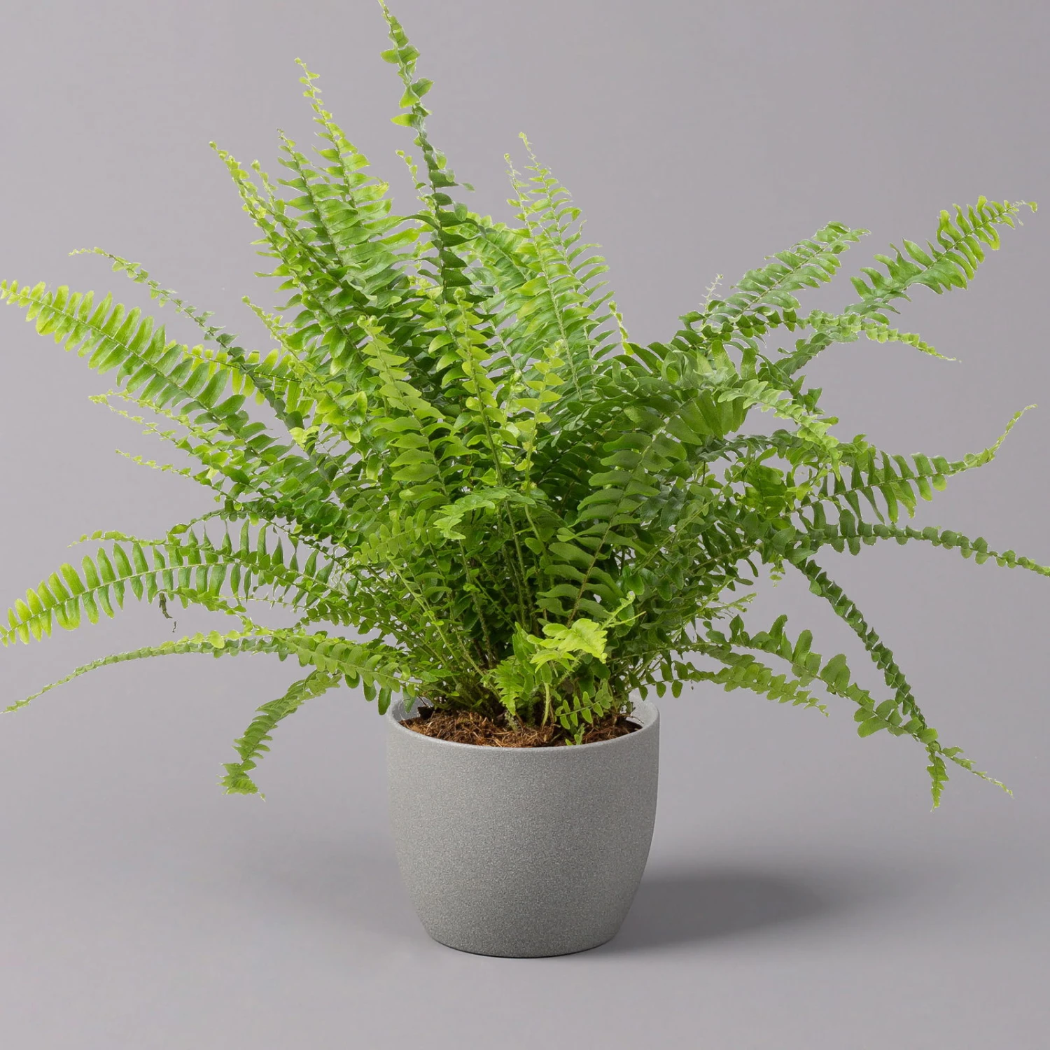 Schwertfarn 'Green Lady', Topf-Ø 12cm, Höhe Ca. 35 Cm, 3er-Set 2 Schwertfarn 'Green Lady', Topf-Ø 12cm, Höhe Ca. 35 Cm, 3er-Set – Bild 2