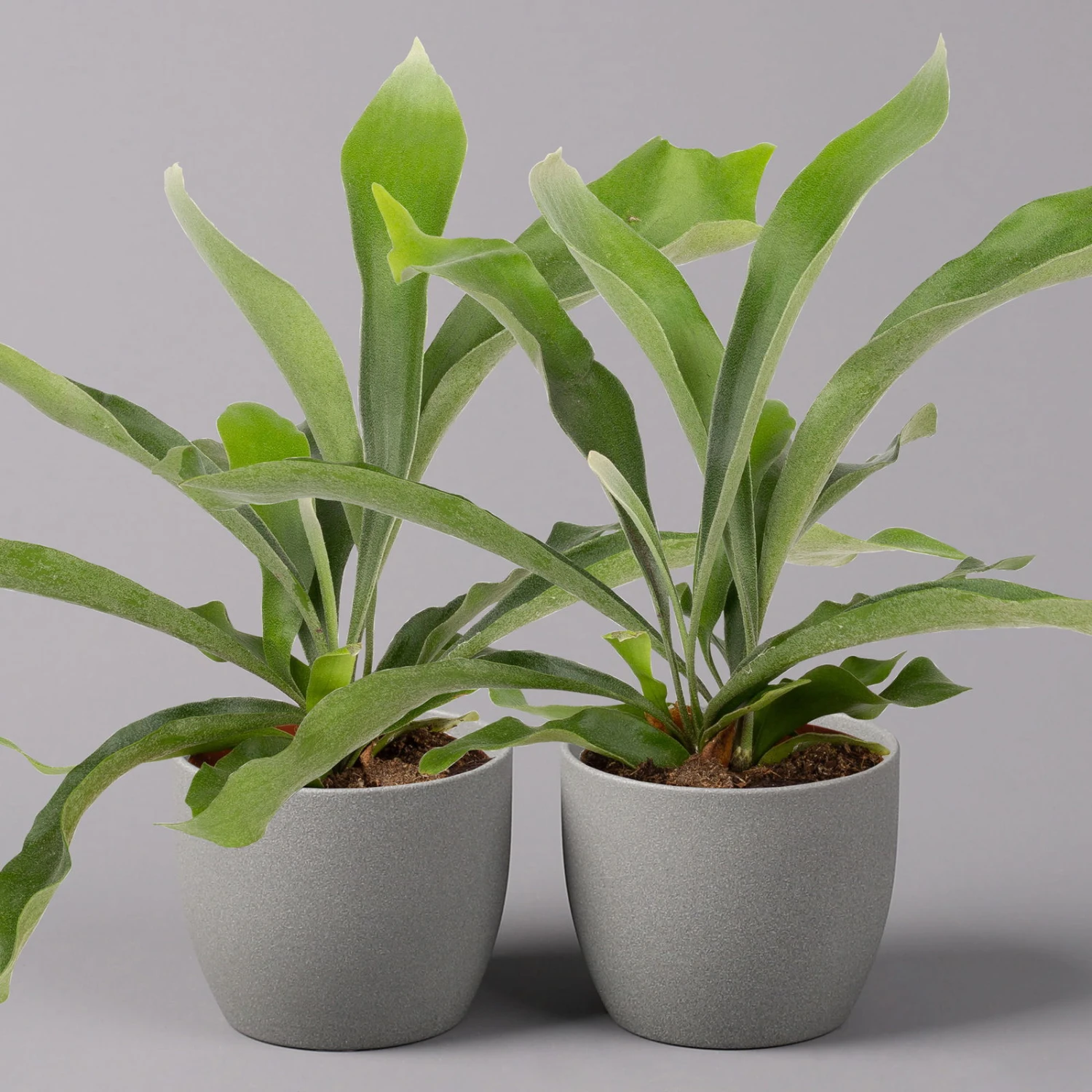 Geweihfarn, Topf-Ø 12 Cm, Höhe Ca. 30 Cm, 2er-Set 1 Geweihfarn, Topf-Ø 12 Cm, Höhe Ca. 30 Cm, 2er-Set