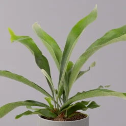 Geweihfarn, Topf-Ø 12 Cm, Höhe Ca. 30 Cm, 2er-Set 9 Geweihfarn, Topf-Ø 12 Cm, Höhe Ca. 30 Cm, 2er-Set -Bestes Gartengeräte Geschäft 0220190143 Platycerium bifurcatum 12cm 2er Set 3