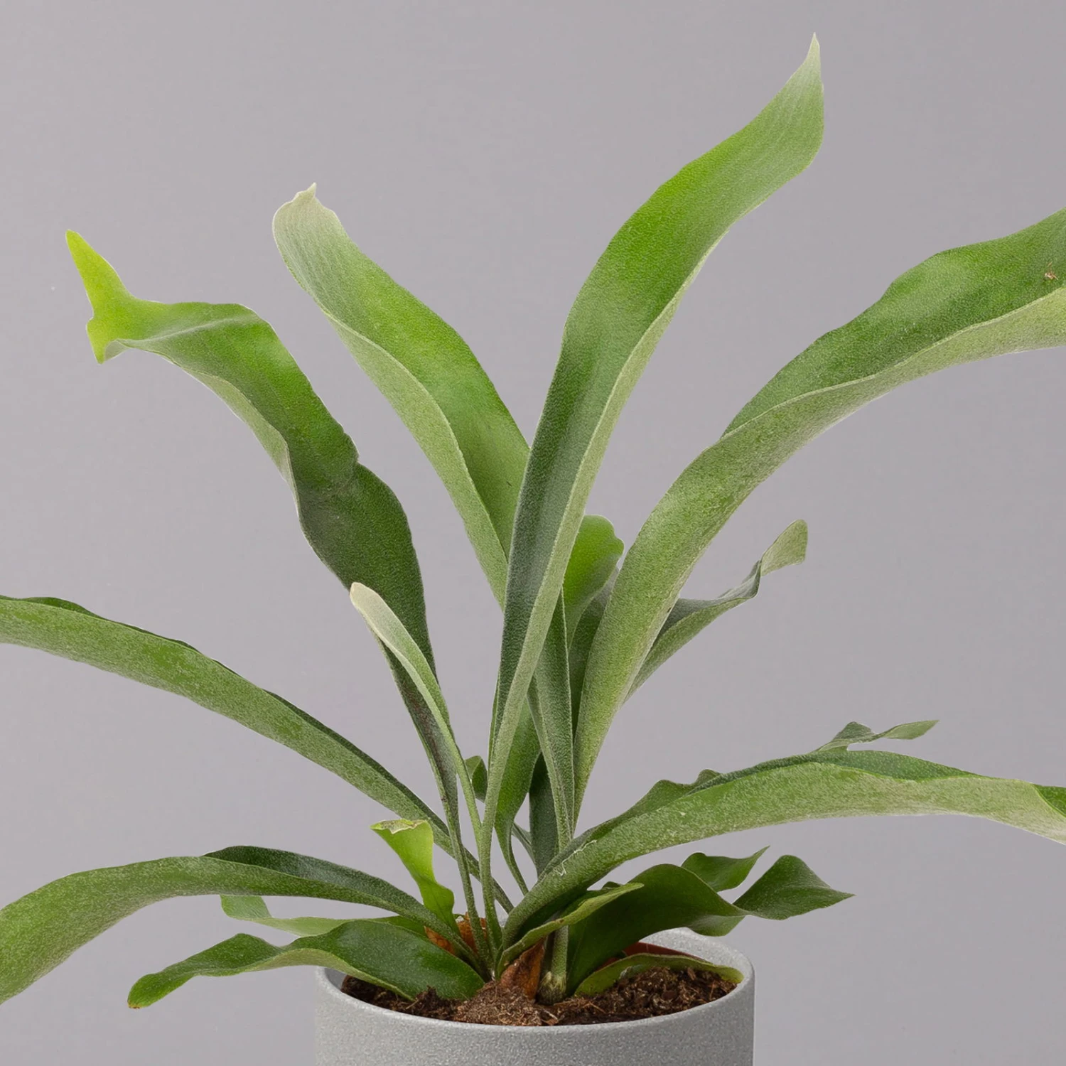 Geweihfarn, Topf-Ø 12 Cm, Höhe Ca. 30 Cm, 2er-Set 3 Geweihfarn, Topf-Ø 12 Cm, Höhe Ca. 30 Cm, 2er-Set – Bild 3