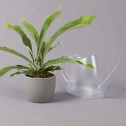 Geweihfarn, Topf-Ø 12 Cm, Höhe Ca. 30 Cm, 2er-Set 10 Geweihfarn, Topf-Ø 12 Cm, Höhe Ca. 30 Cm, 2er-Set -Bestes Gartengeräte Geschäft 0220190143 Platycerium bifurcatum 12cm 2er Set 4