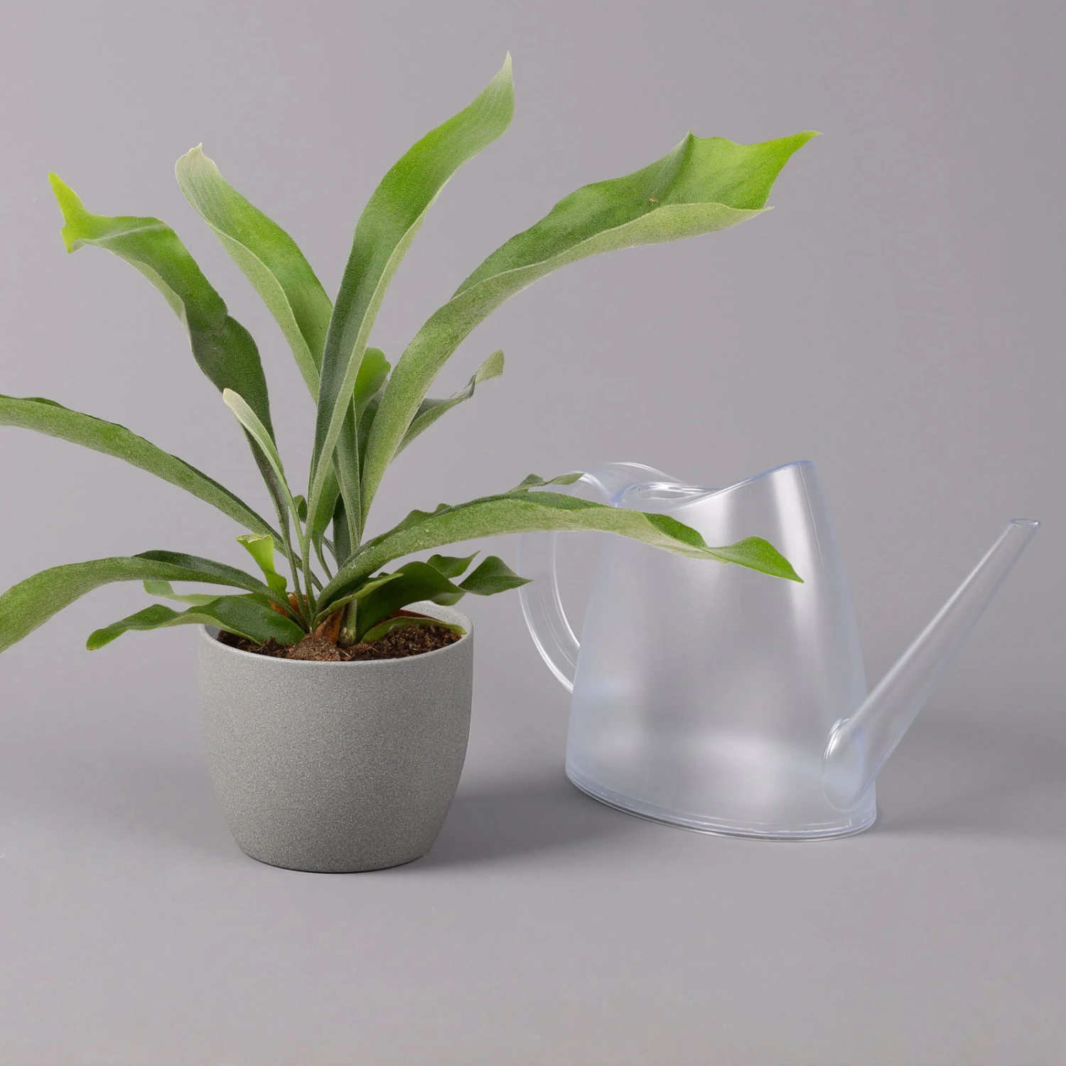 Geweihfarn, Topf-Ø 12 Cm, Höhe Ca. 30 Cm, 2er-Set 4 Geweihfarn, Topf-Ø 12 Cm, Höhe Ca. 30 Cm, 2er-Set – Bild 4