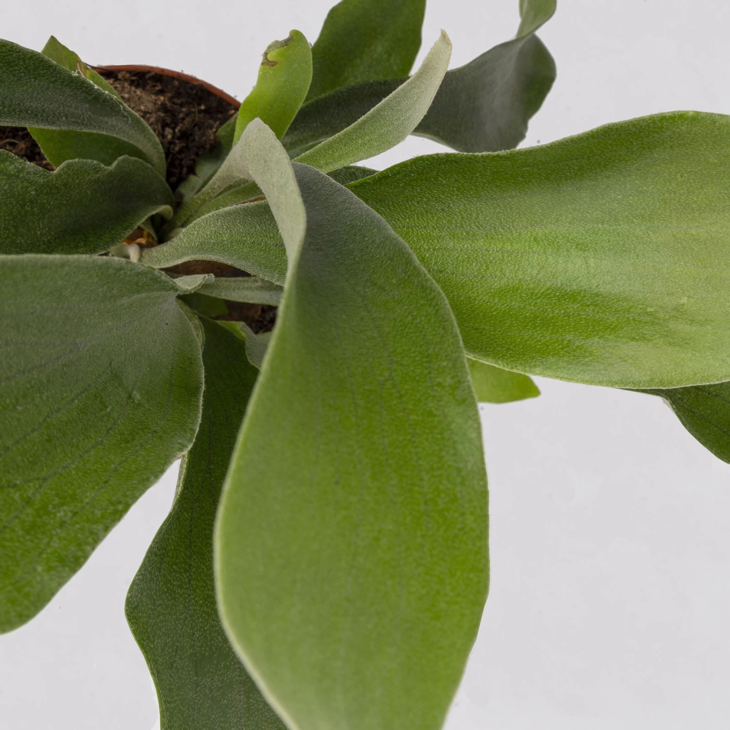 Geweihfarn, Topf-Ø 12 Cm, Höhe Ca. 30 Cm, 2er-Set 5 Geweihfarn, Topf-Ø 12 Cm, Höhe Ca. 30 Cm, 2er-Set – Bild 5