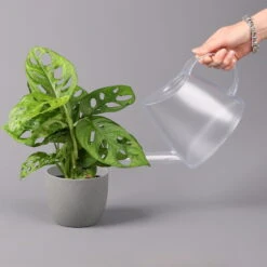 Monstera Adansonii, Topf-Ø 12 Cm, Höhe Ca. 25 Cm -Bestes Gartengeräte Geschäft 0220350069 Monstera adansonii1 T12 3