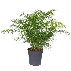Bergpalme, Topf-Ø 19 Cm, Höhe Ca. 65 Cm -Bestes Gartengeräte Geschäft 0220502108 Chamaedorea elegans 19cm T H 65cm