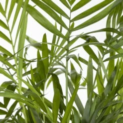 Bergpalme, Topf-Ø 19 Cm, Höhe Ca. 65 Cm -Bestes Gartengeräte Geschäft 0220502108 Chamaedorea elegans