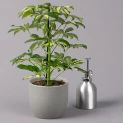 Strahlenaralie 'Gerda', Topf-Ø 13 Cm, Höhe Ca. 55 Cm, 3er-Set -Bestes Gartengeräte Geschäft 0220550555 Schefflera ar Gerda 3er Set 13cm WS 32