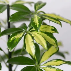 Strahlenaralie 'Gerda', Topf-Ø 13 Cm, Höhe Ca. 55 Cm, 3er-Set -Bestes Gartengeräte Geschäft 0220550555 Schefflera ar Gerda 3er Set 13cm WS 42