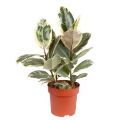 Gummibaum 'Tineke', Topf-Ø 19 Cm, Höhe Ca. 55 Cm