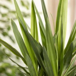 Palmlilie, Topf-Ø 27 Cm, Höhe Ca. 160 Cm 7 Palmlilie, Topf-Ø 27 Cm, Höhe Ca. 160 Cm -Bestes Gartengeräte Geschäft 0220850134 Yucca auf Stamm verzweigt1