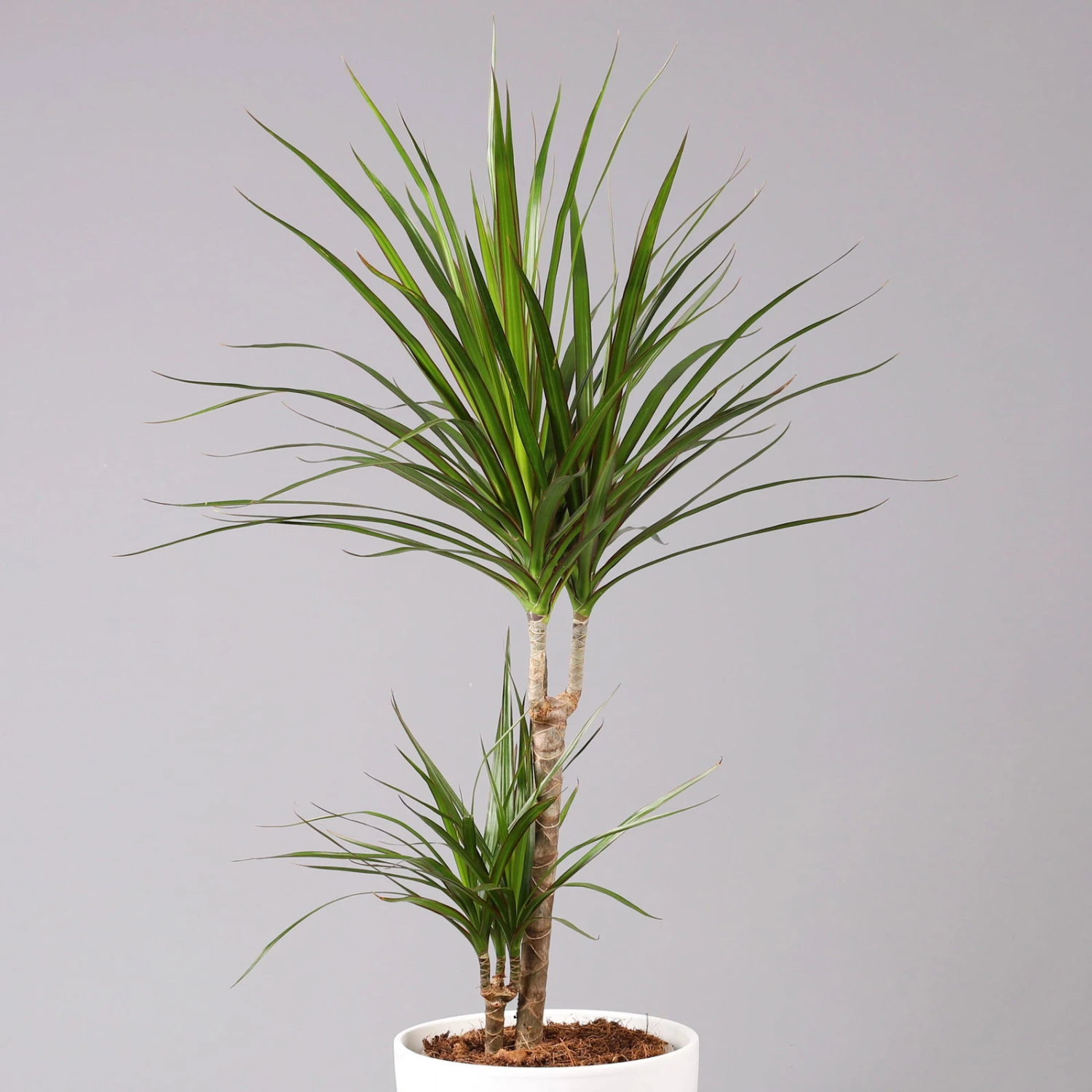 Drachenbaum, 2er-Tuff, Inkl. Topf Tusca, Höhe Ca. 70 Cm, Topf 17 Cm Ø 2 Drachenbaum, 2er-Tuff, Inkl. Topf Tusca, Höhe Ca. 70 Cm, Topf 17 Cm Ø – Bild 2