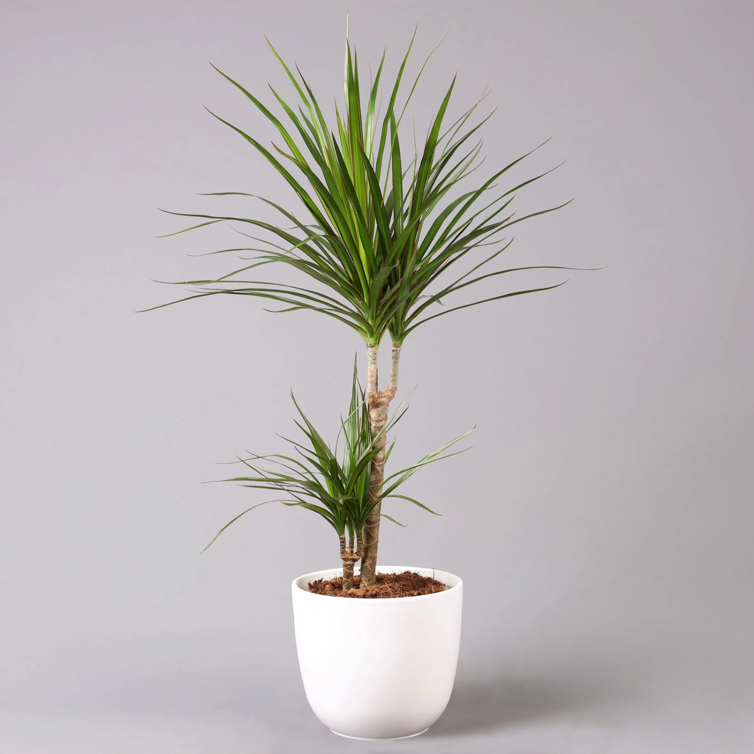 Drachenbaum, 2er-Tuff, Inkl. Topf Tusca, Höhe Ca. 70 Cm, Topf 17 Cm Ø 1 Drachenbaum, 2er-Tuff, Inkl. Topf Tusca, Höhe Ca. 70 Cm, Topf 17 Cm Ø