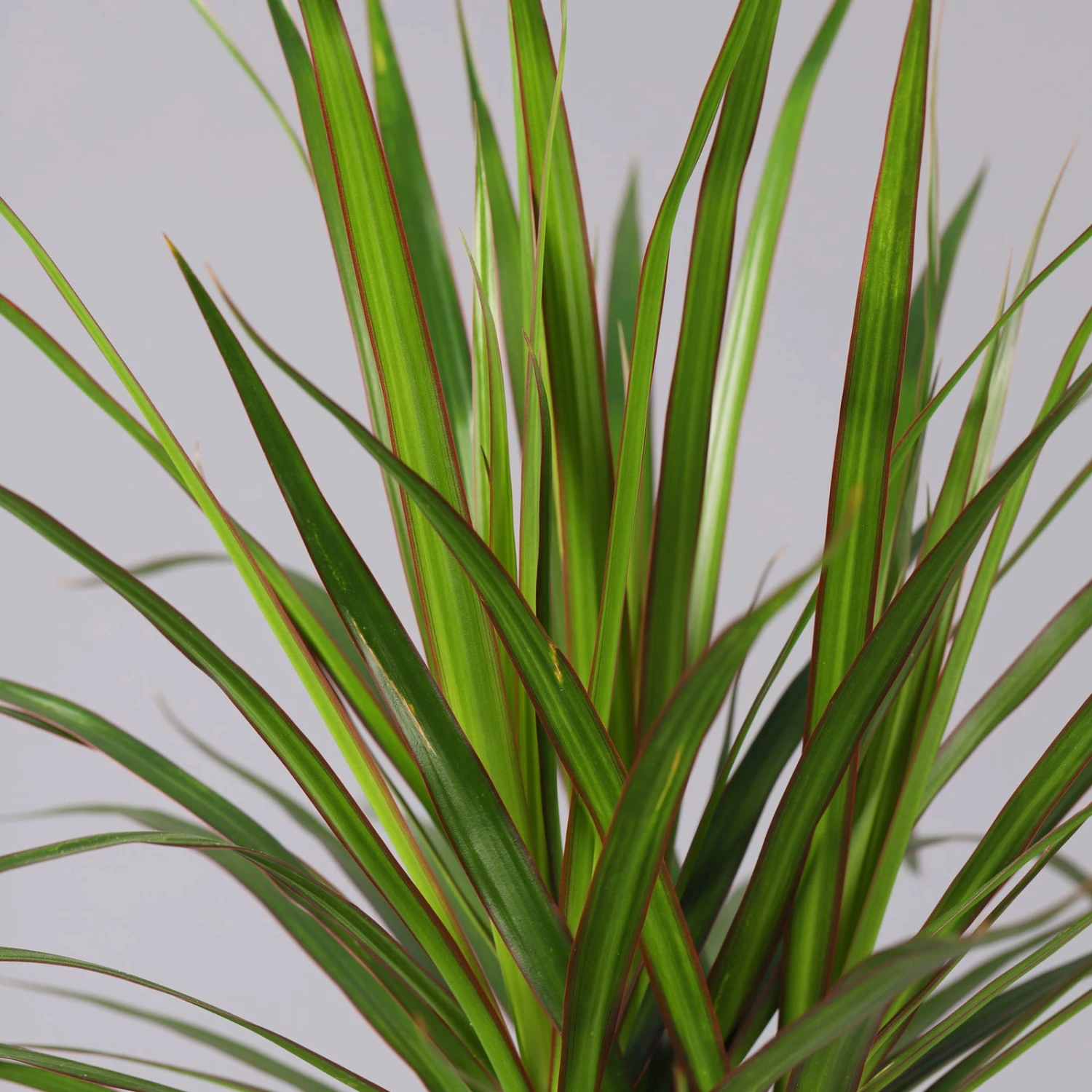 Drachenbaum, 2er-Tuff, Inkl. Topf Tusca, Höhe Ca. 70 Cm, Topf 17 Cm Ø 3 Drachenbaum, 2er-Tuff, Inkl. Topf Tusca, Höhe Ca. 70 Cm, Topf 17 Cm Ø – Bild 3